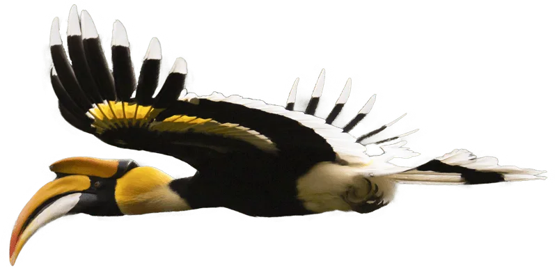A great hornbill in flight, showcasing its vibrant yellow casque, black and white wings, and curved beak against a blurred green forest background.