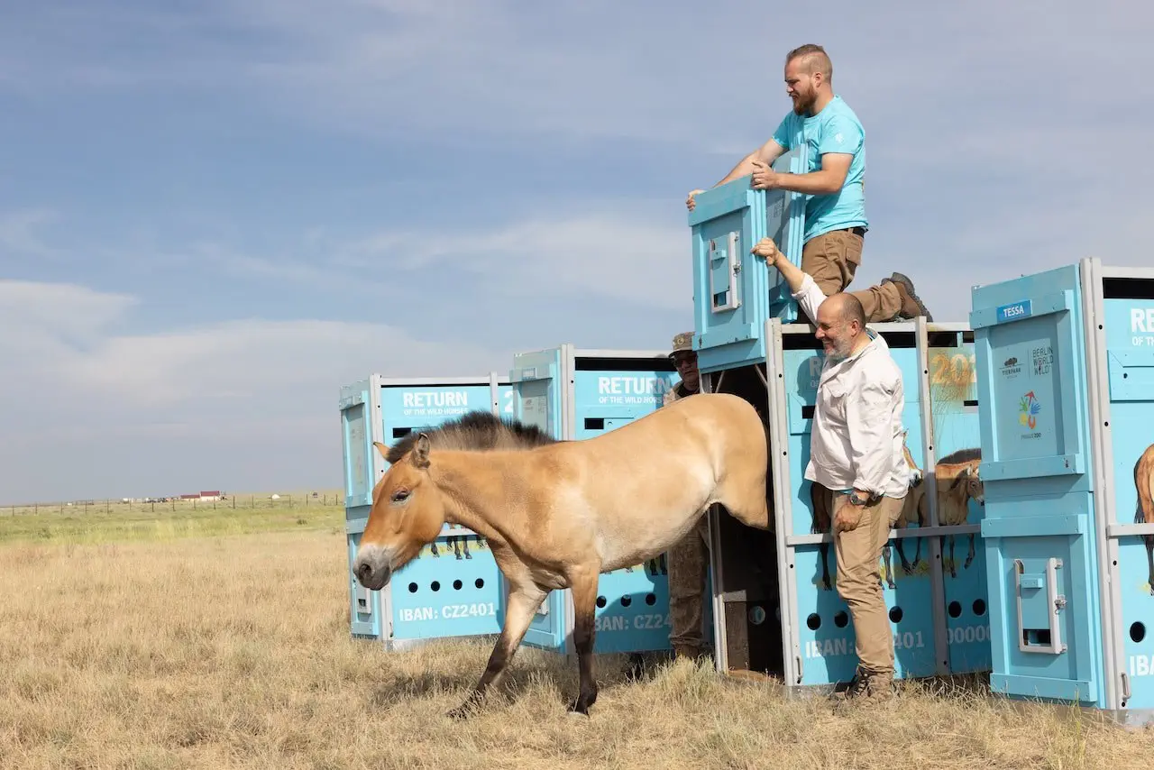 A Przewalski's horse steps out of a blue transport crate labeled 