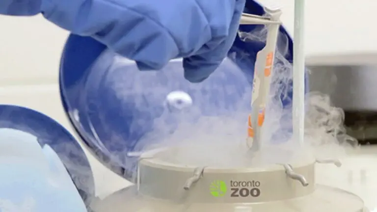 Close up image of gloves hands removing a sample from a biobank container