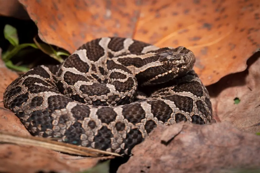 Young Eastern Massasauga Rattlesnake