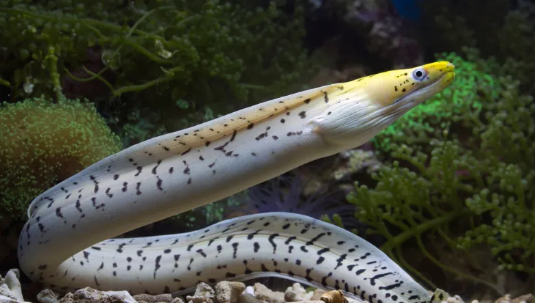 Image of an eel in an aquarium