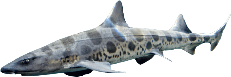 A leopard shark swims gracefully through a kelp forest in clear blue water.