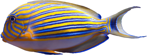 A brightly colored royal blue tang fish with striking yellow and blue horizontal stripes swims gracefully in an aquarium, against a backdrop of coral and blurred underwater elements.