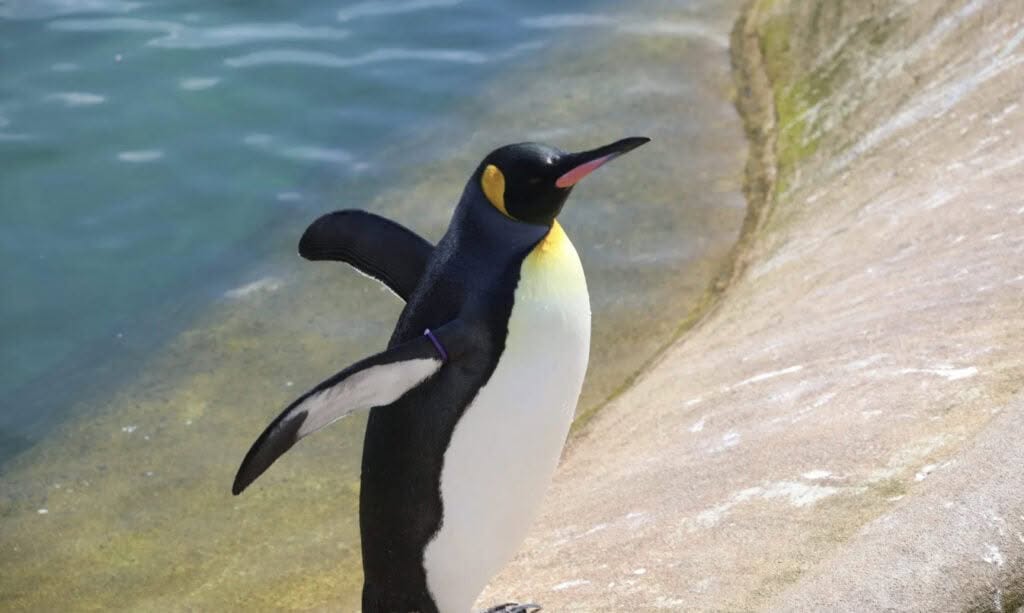 A king penguin with black, white, and yellow markings stands near the edge of the water.