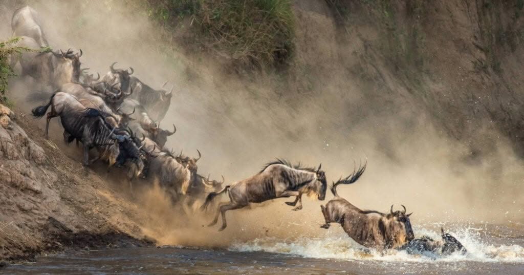 Wildebeests leap into a river during a dramatic migration scene, surrounded by dust and splashes.