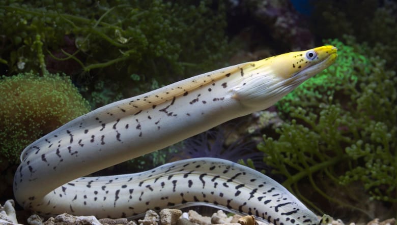 Image of an eel in an aquarium