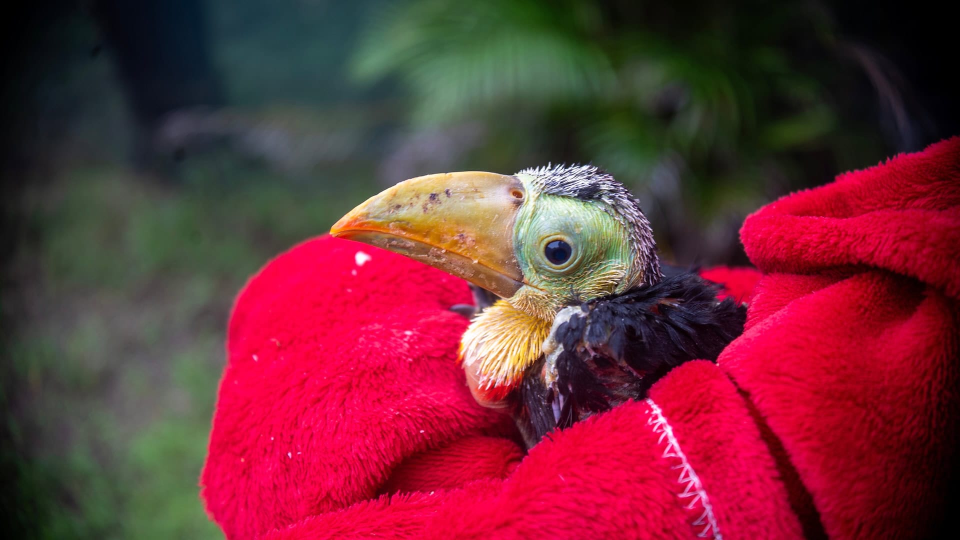 Image of a juvenile toucan that has been rescued