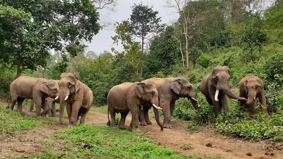 Image of a group of Asian elephants