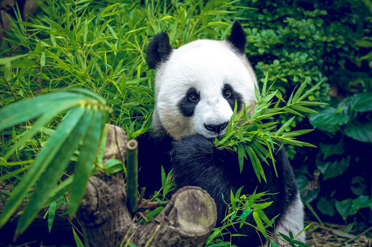Giant panda eating bamboo