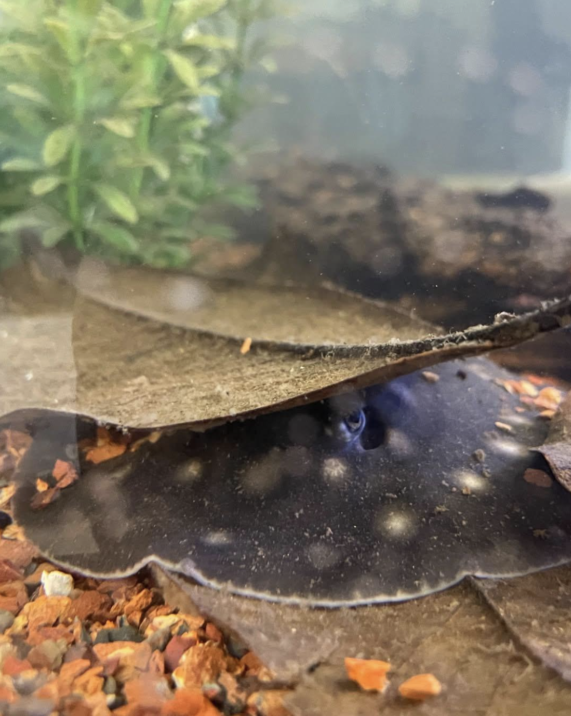Image of stingray pup