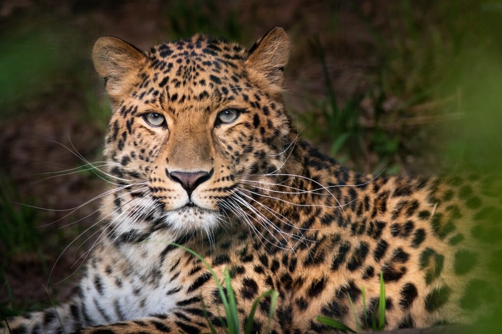 Portrait of an Amur leopard