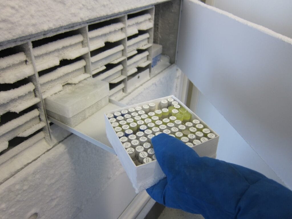 Close up image of gloved hand holding frozen samples