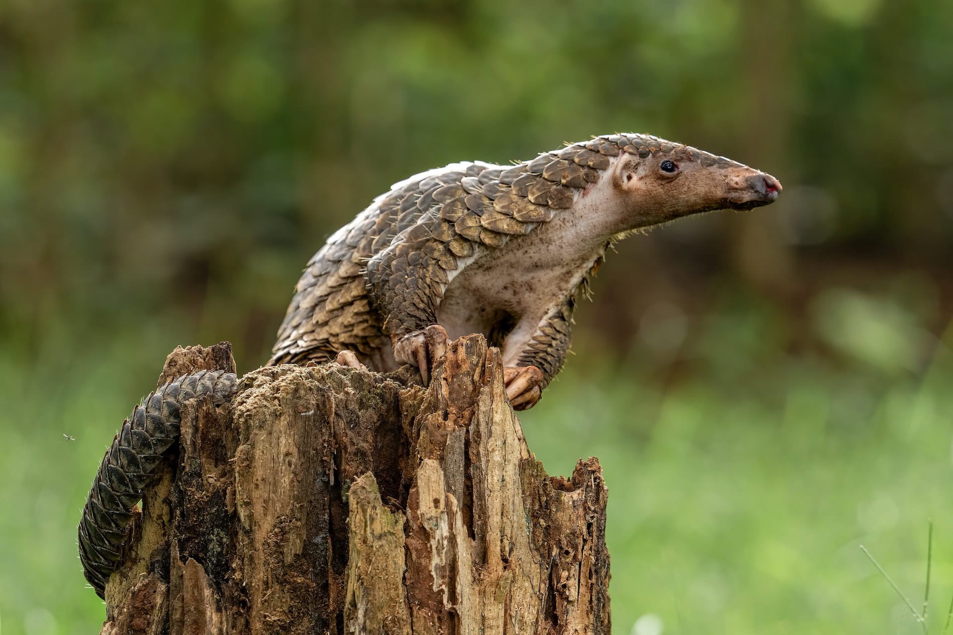 Sunda pangolin