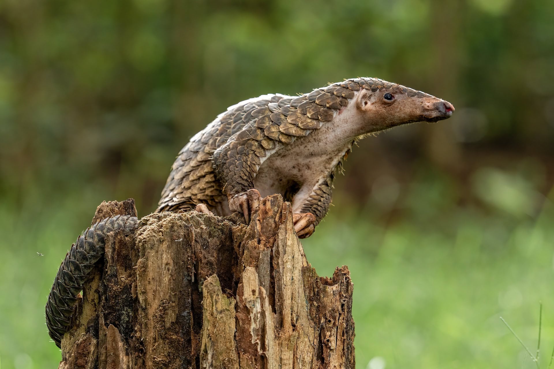 Sunda pangolin