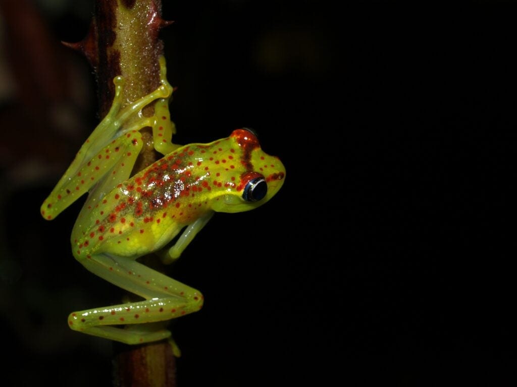 Image of a frog Boophis bottae